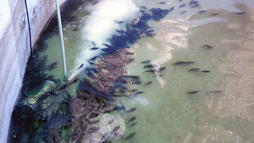 Solar Power and Aquaculture in Pingtung, Taiwan Solar Power and Aquaculture in Pingtung, Taiwan